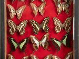many butterflies in a shadow box on a red surface