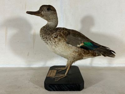 un oiseau posé sur un socle noir