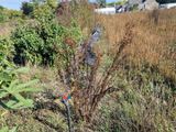 un arroseur situé au milieu d'un champ