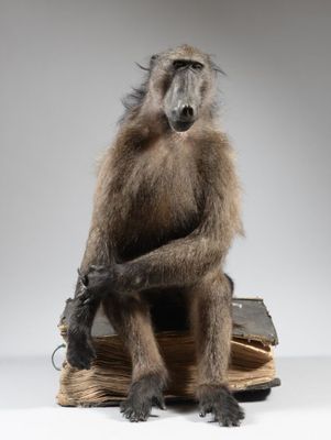 une image représentant un babouin assis sur un livre