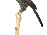 un oiseau perché au bout d'une branche