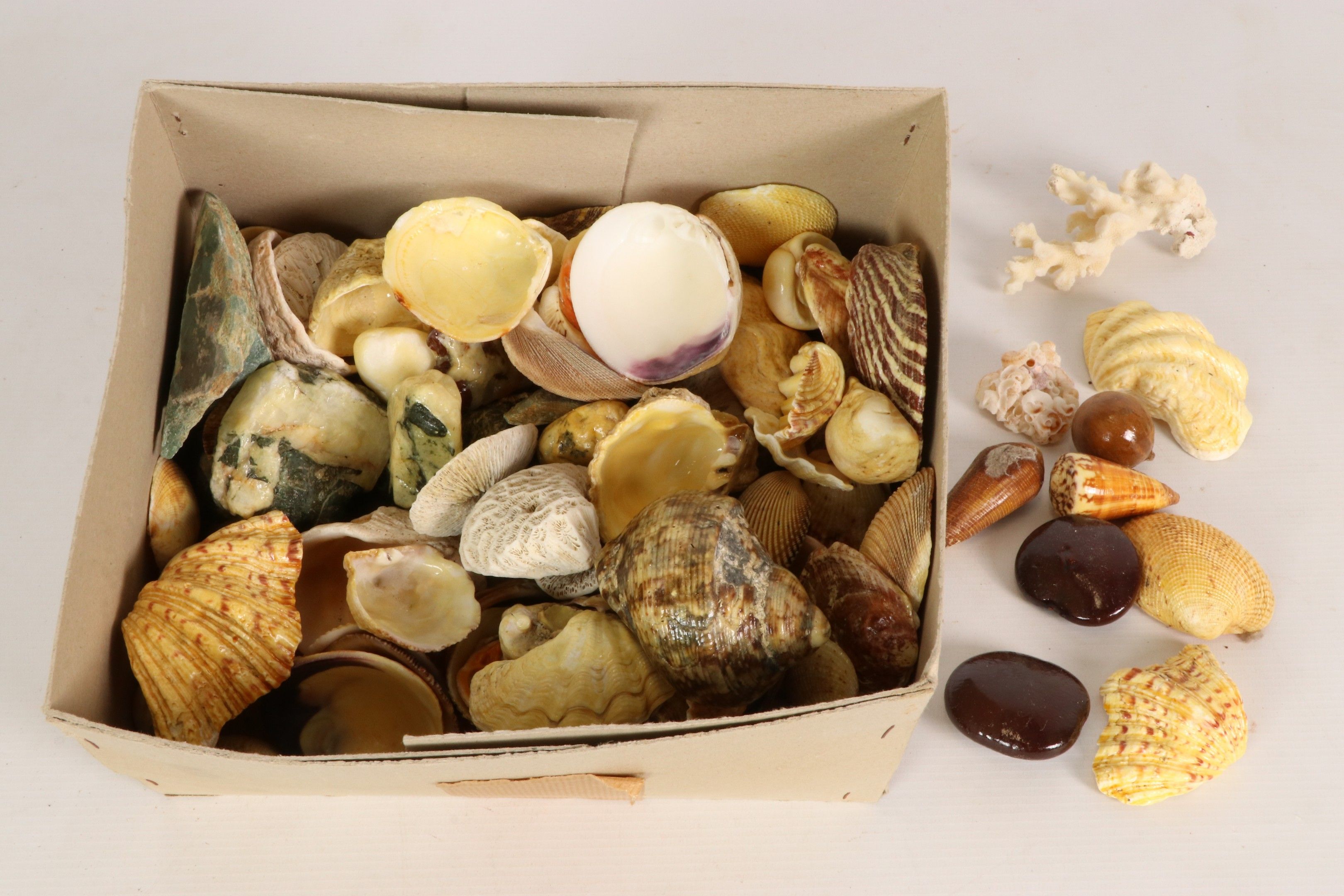 Objets d'art & Curiosités