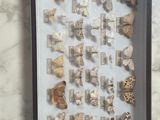une photo d'un assortiment de coquillages présenté dans un cadre vitré