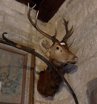 tête de cerf - Photo 1