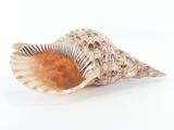 un coquillage posé sur une surface blanche