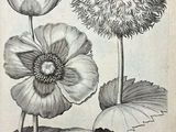 un dessin représentant deux fleurs avec des feuilles et un capitule