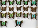 de nombreux papillons exposés dans une boîte