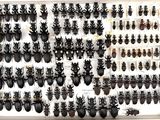 a lot of bugs that are on display in a display case