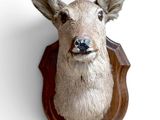 une tête de cerf fixée au mur d'une pièce