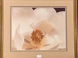 a picture of a large white flower in a gold frame