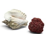 a red sponge next to a shell on a white surface