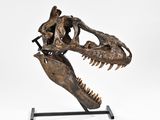an image of a close up of a t - rex skull on a stand