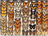 many different types of butterflies in a display case