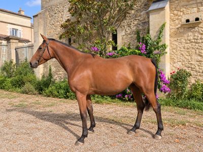 a brown horse standing in front of a stone building