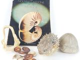 un livre sur lequel figurent une image de coquillage et d'autres objets