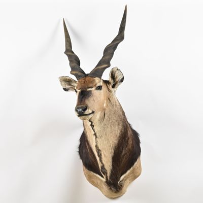 une tête de cerf accrochée au mur sur un fond blanc