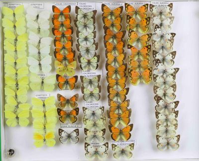 de nombreux types de papillons exposés dans une vitrine