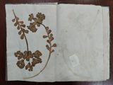 an open book with a dried plant on it sitting on a table