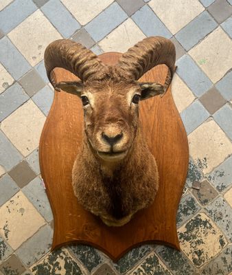 une tête de chèvre fixée sur une planche en bois posée sur un sol carrelé