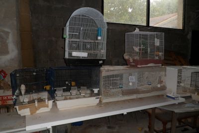 de nombreuses cages contenant des oiseaux, posées sur une table