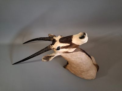 une tête d'antilope empaillée accrochée au mur d'une pièce