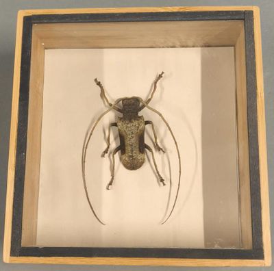 [ENTOMOLOGIE] Belle boîte de longicornes Togo 1992 (Petrogan…