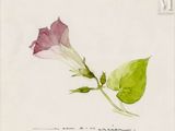 un dessin représentant une fleur rose avec des feuilles vertes