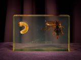 a bug and a shrimp inside of a glass box