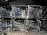 many cages with birds inside of them on the floor