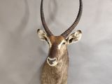 une tête d'antilope accrochée au mur sur fond blanc