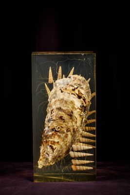 an image of a sculpture of a fish in a glass case