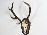 an image of a deer skull mounted on a wall