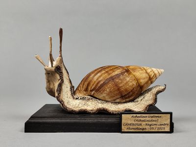 une statue représentant un escargot, avec une plaque sur le dos