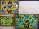 a lot of butterflies that are in a wooden box