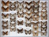 de nombreux types de papillons exposés dans un cadre blanc