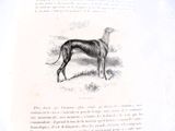 une photo d'un chien debout dans l'herbe