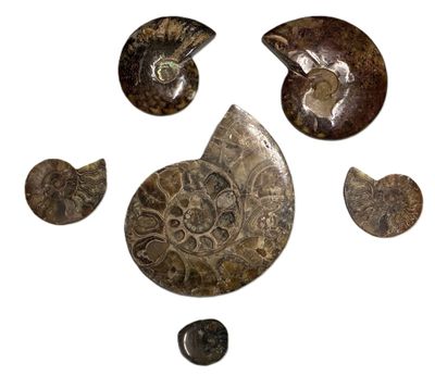 several pieces of fossil are arranged in a circle on a white surface