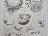 des illustrations représentant divers types d'animaux et de plantes dans un livre
