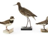trois petits oiseaux sont posés sur des blocs de bois, sur une surface blanche