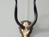 an antelope head mounted on a wall in a room