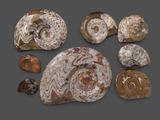 Plusieurs types de fossiles sont exposés sur une surface grise