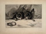 two black and white dogs laying on a bed next to each other