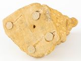 a rock with holes in it on a white surface