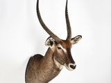 an antelope head mounted on a wall in a white room