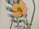 un livre ouvert sur lequel figure l'image d'une fleur jaune