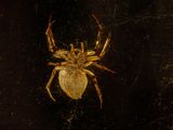 a spider that is sitting on a window sill