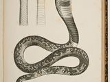 an old book with a drawing of a snake and a snake ' s head