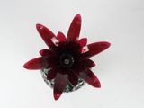 a red flower that is sitting in a glass vase