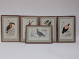 three framed pictures of birds on a wall with a white background