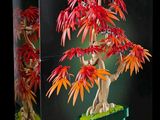 la boîte d'une maquette Lego représentant un arbre aux feuilles rouges